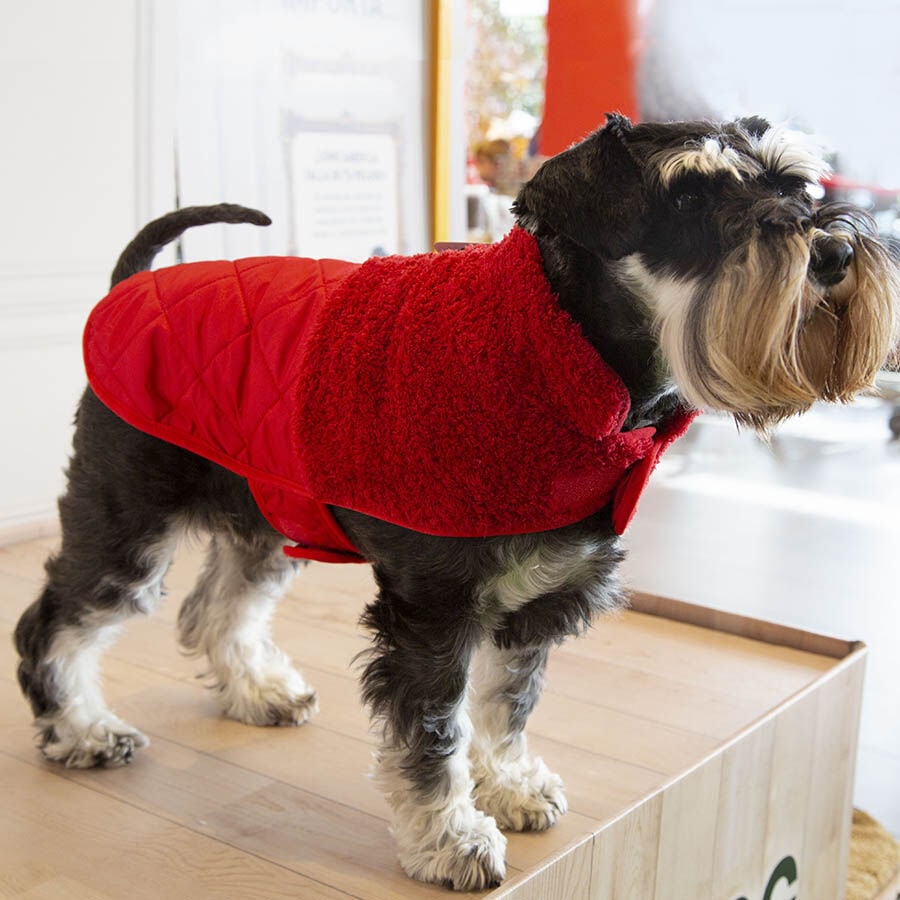 Outech Bi-Texture Abrigo Rojo para perros, , large Imagen numero 3